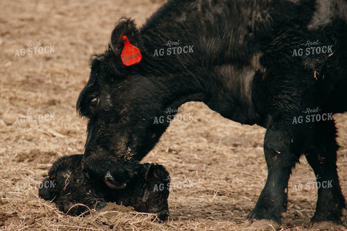 Cow Calf Pair 194054
