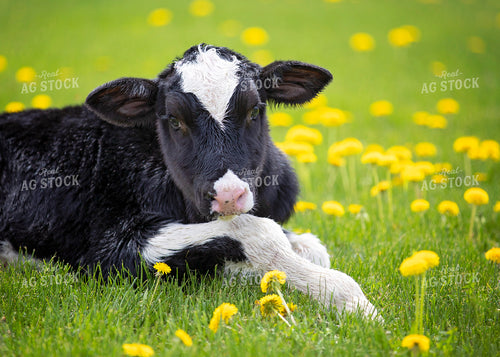 Summer Dairy Calf in Dandelions 55094