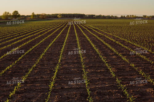 Early Growth Corn 2976