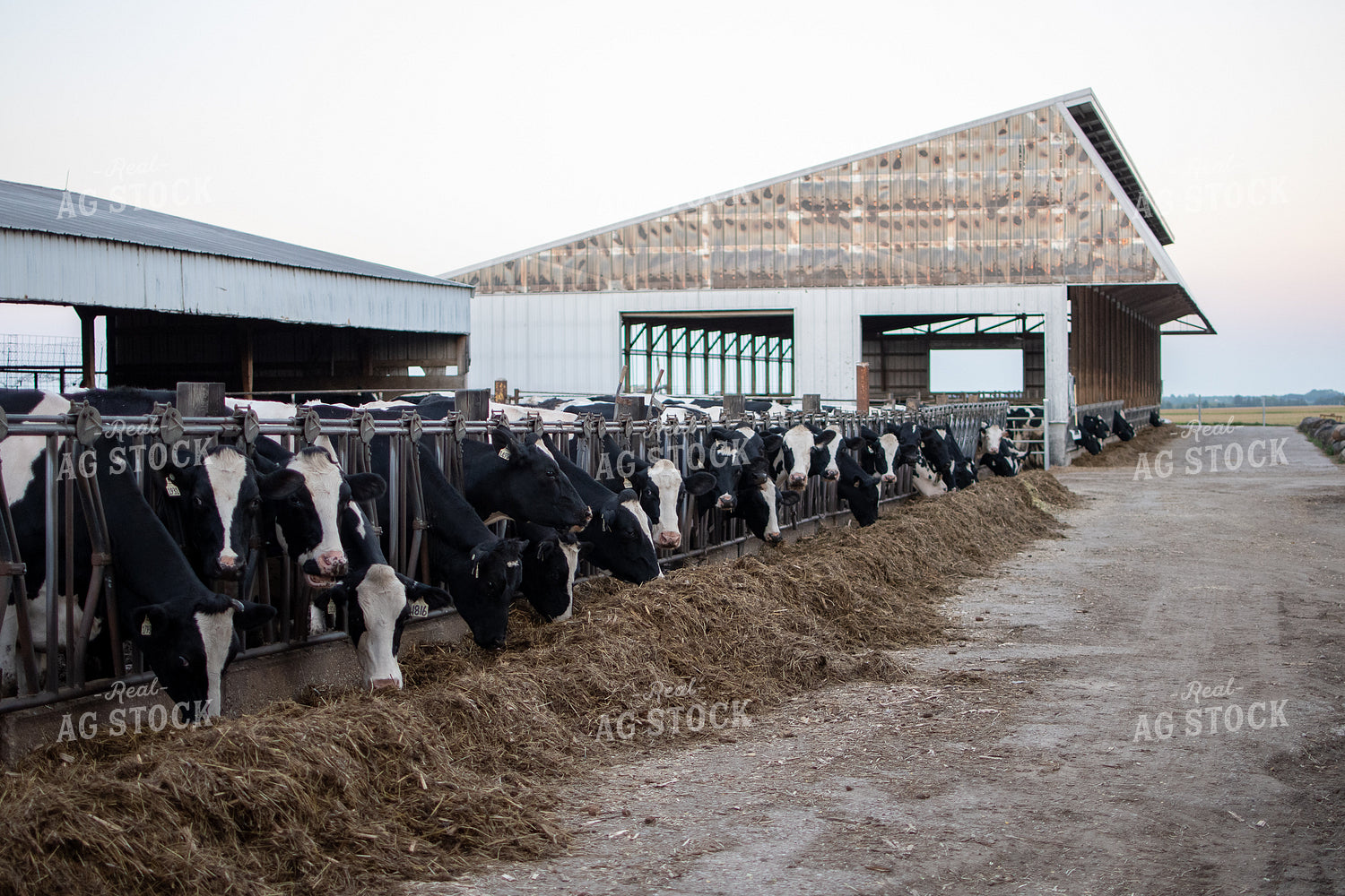 Holstein Cattle 50329