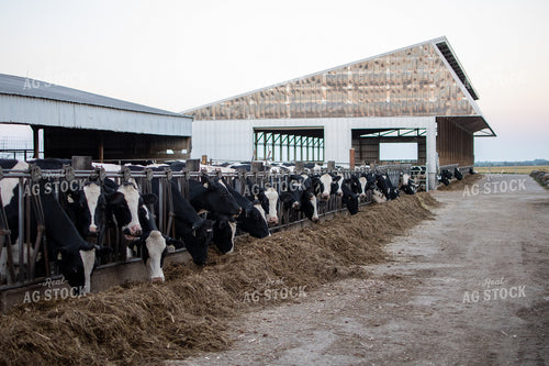 Holstein Cattle 50329