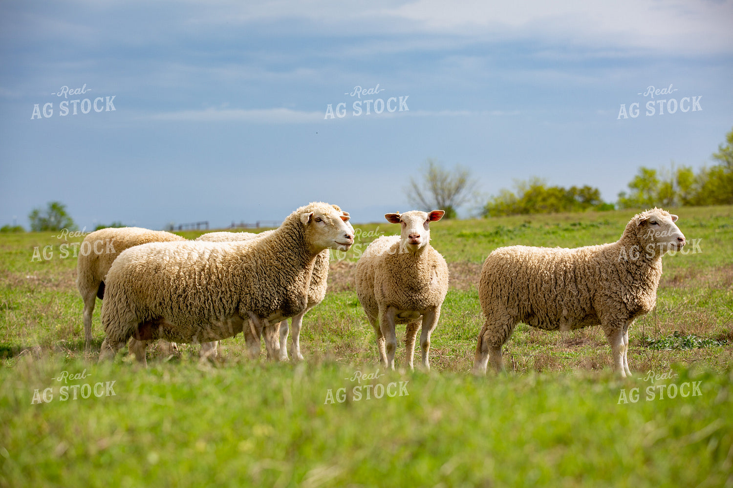 Dorper Ewes in Pasture 134025