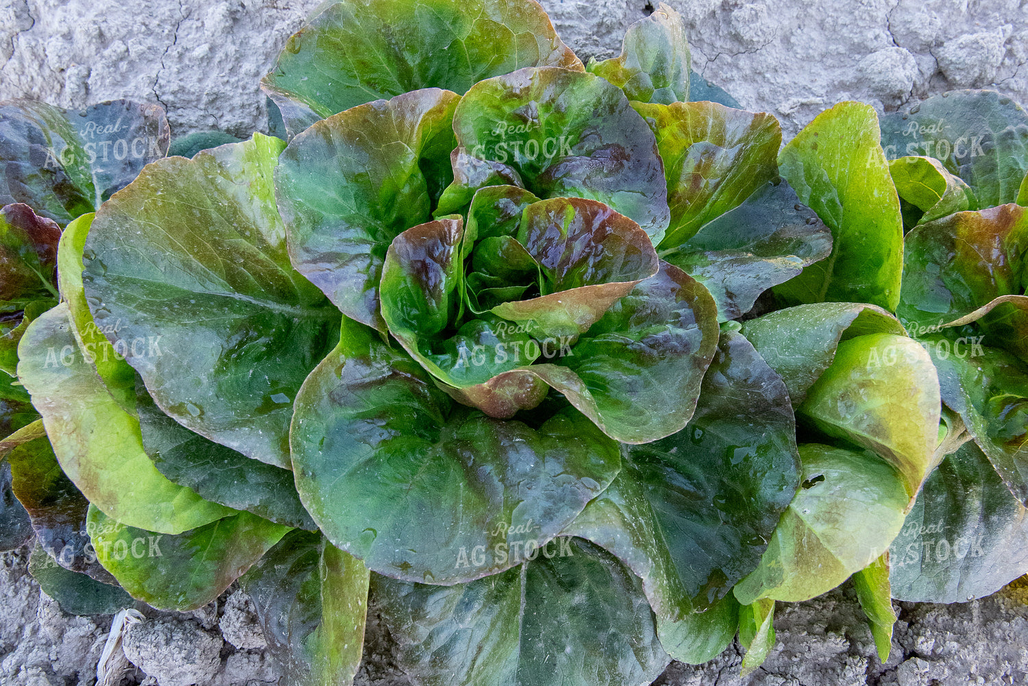 Lettuce 236038