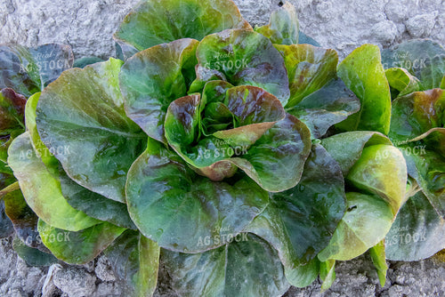 Lettuce 236038