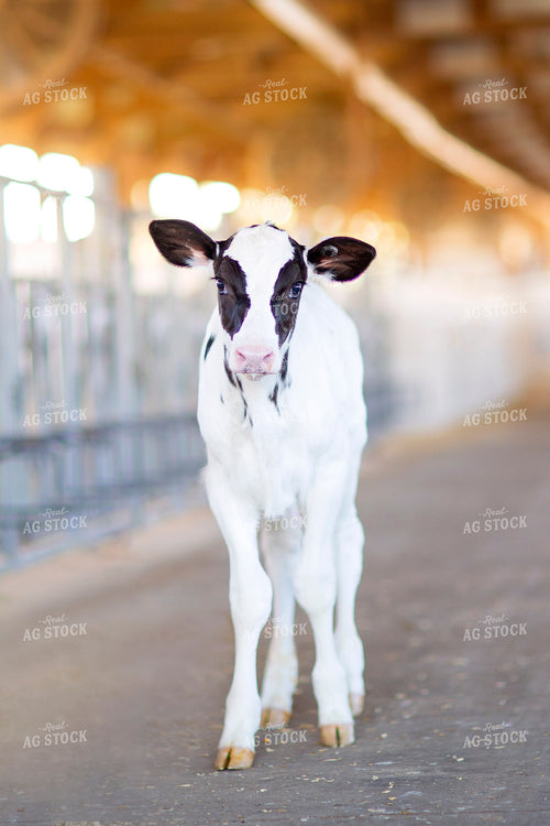 Dairy Calf in Barn 55112
