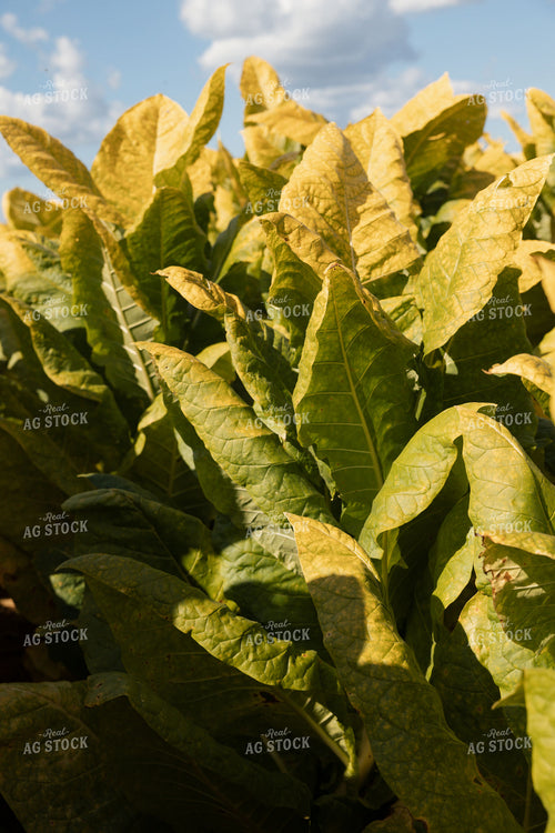 Field of Tobacco 52545