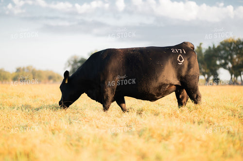 Black Angus Bull Grazing in Dry Pasture 402058