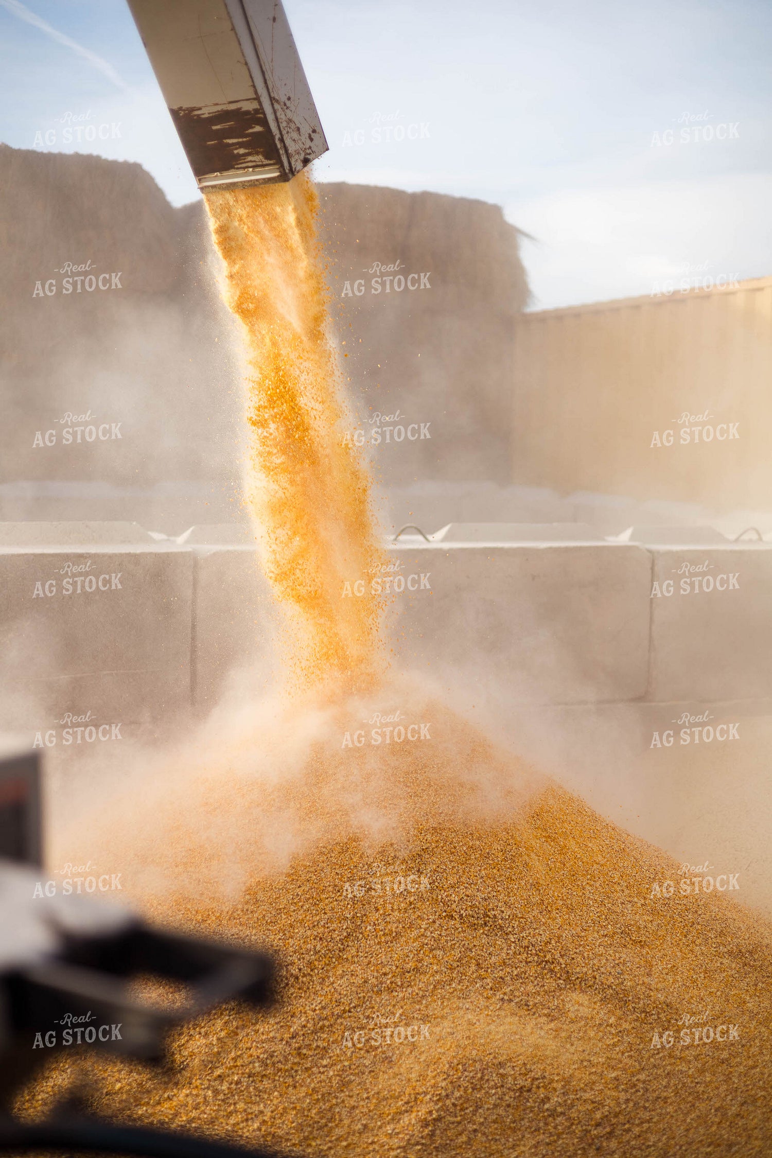 Grinding Corn to Feed Cattle 97281