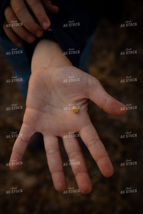 Checking Soybean Moisture 268093