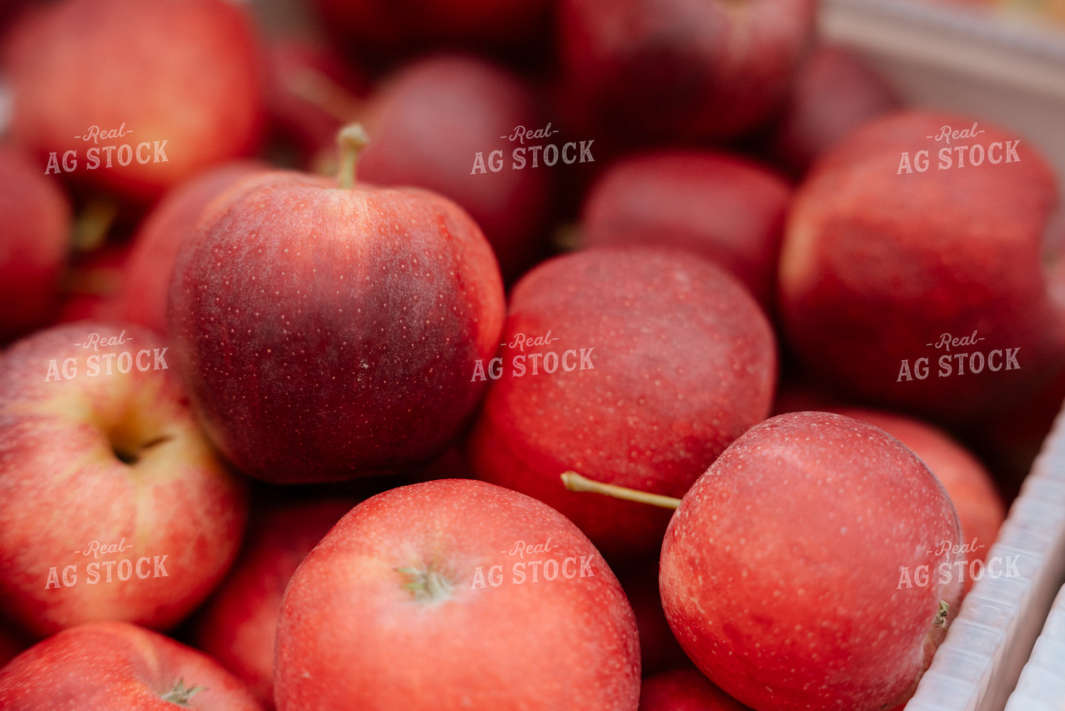 Apples 137087