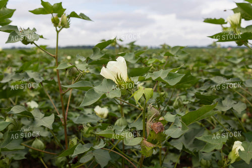 Cotton Bloom 79707