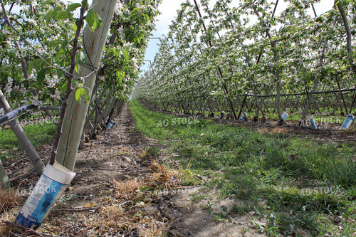 Blossoming Apple Orchard on Trellis 198029