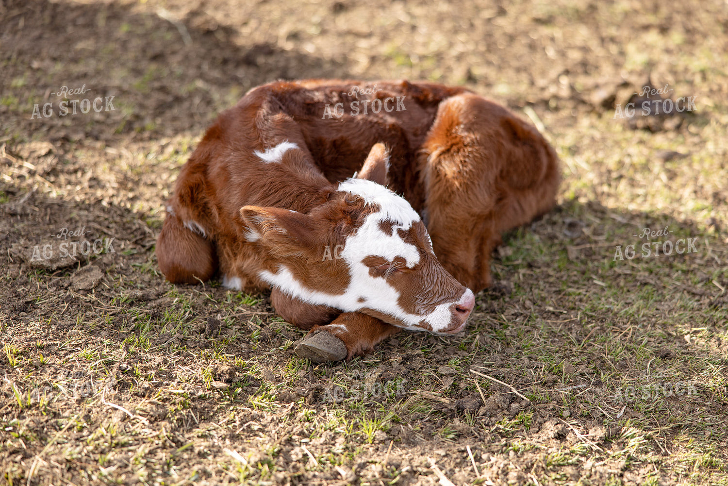 Calf Sleeping 304030