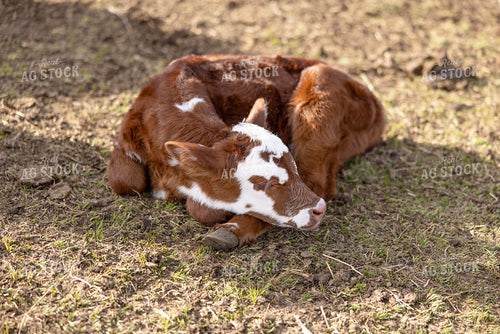 Calf Sleeping 304030