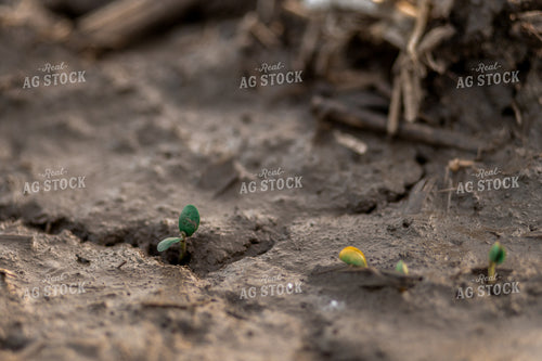 Early Season Soybeans 93269