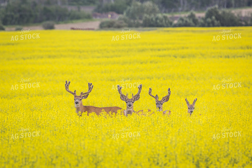 Deer Stand in Flowering Canola Field 138037