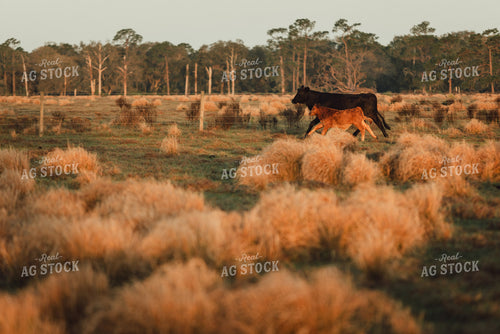 Florida Ranch 7276