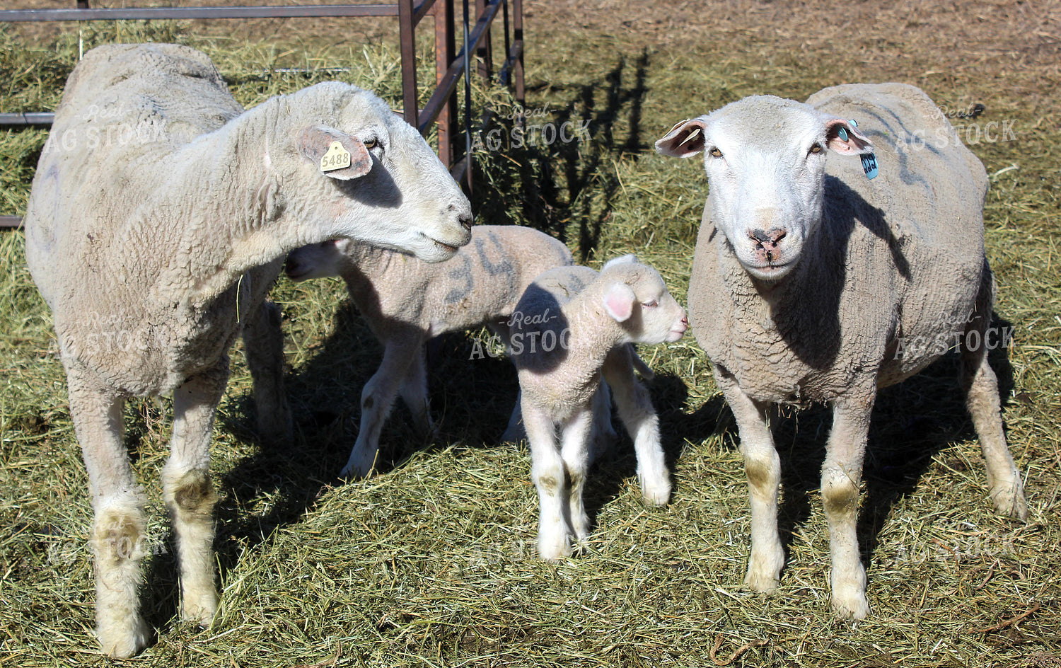 Sheep 141506