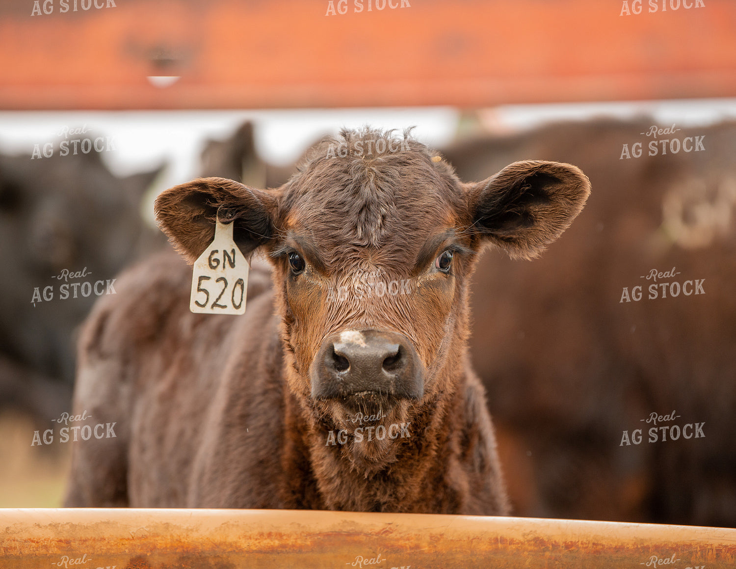 Angus Calf 299154