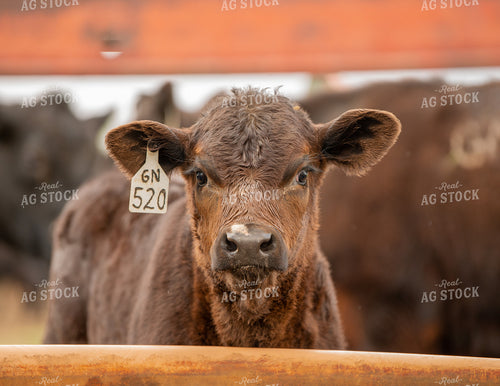 Angus Calf 299154