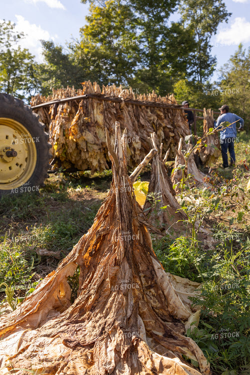 Curing Tobacco in Field 52552