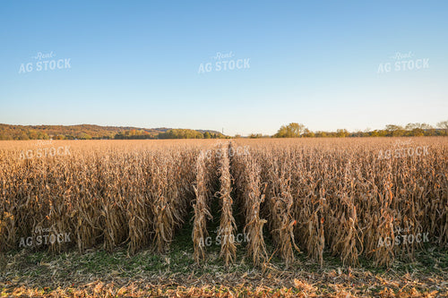Dried Corn Field 52472
