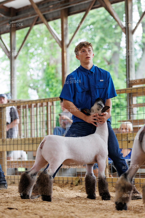 Showing Sheep 52848