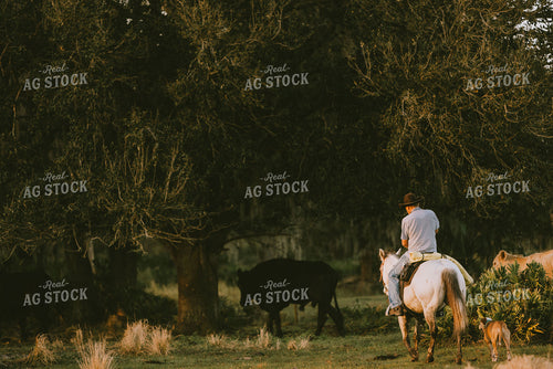 Florida Ranch 7283