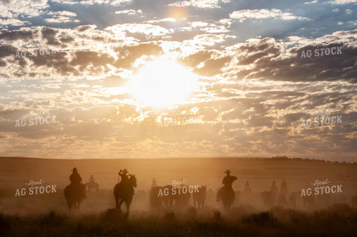 Herding Horses 188001