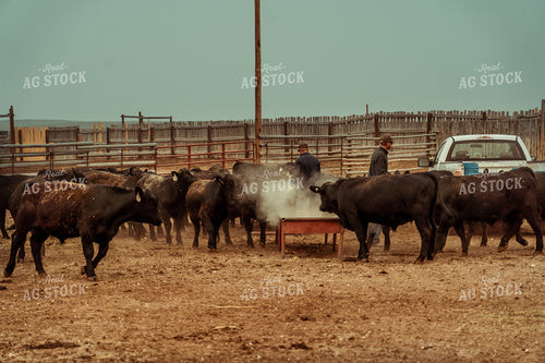 Ranchers Feeding Angus Cattle 58152