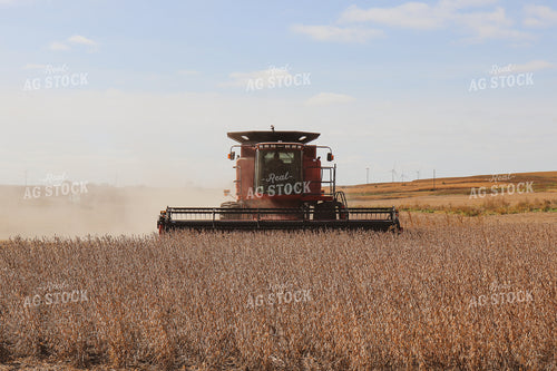 Soybean Harvest 67004