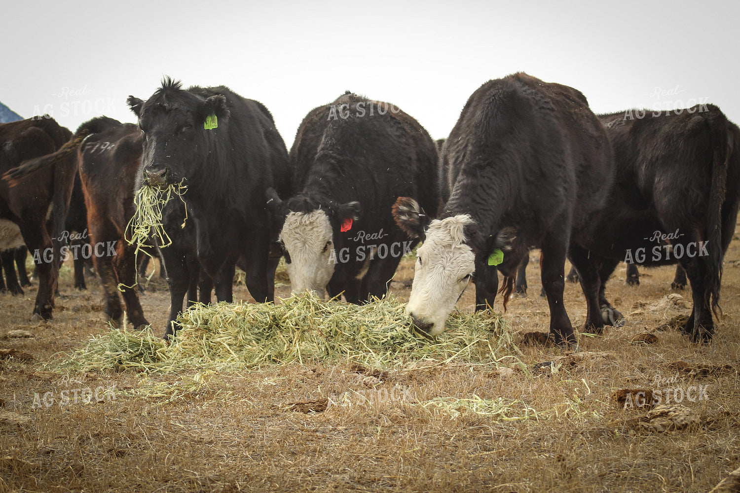Angus Replacement Heifer Cattle on Pasture 78112