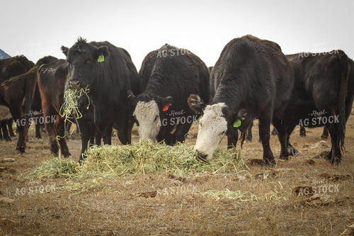 Angus Replacement Heifer Cattle on Pasture 78112