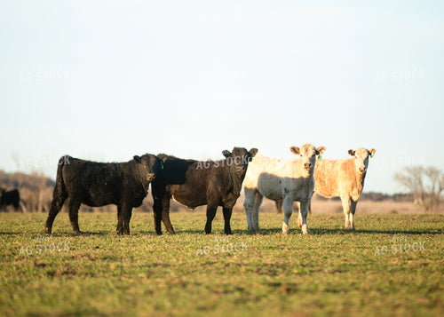 Cattle on Pasture 264046