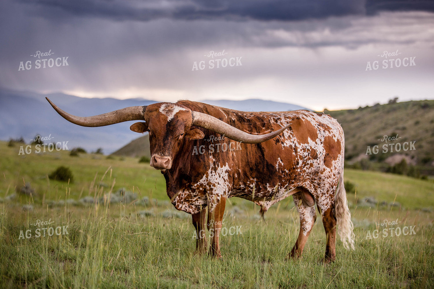 Longhorn Cattle on Pasture 81145