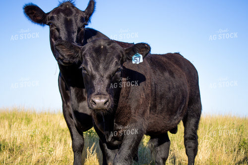 Angus Cattle on Pasture 208009