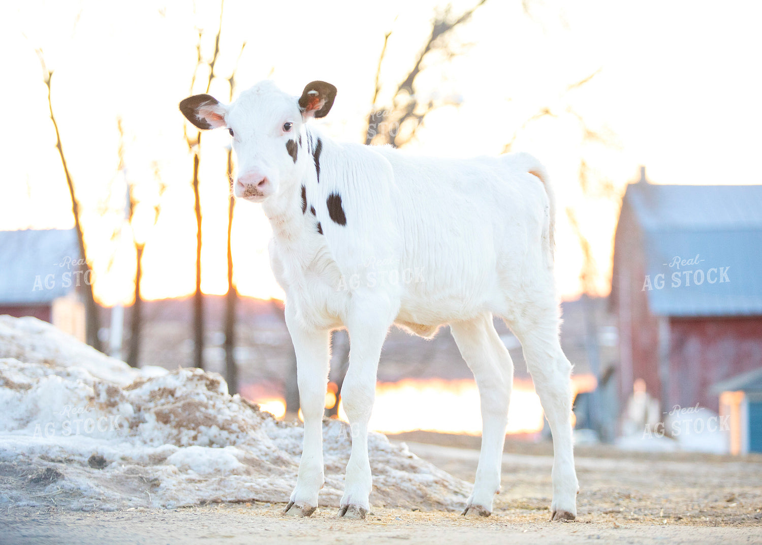 Holstein Calf 55068