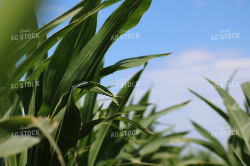 Rows of Corn 82014