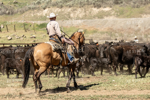 Rancher Herding Cattle 188113