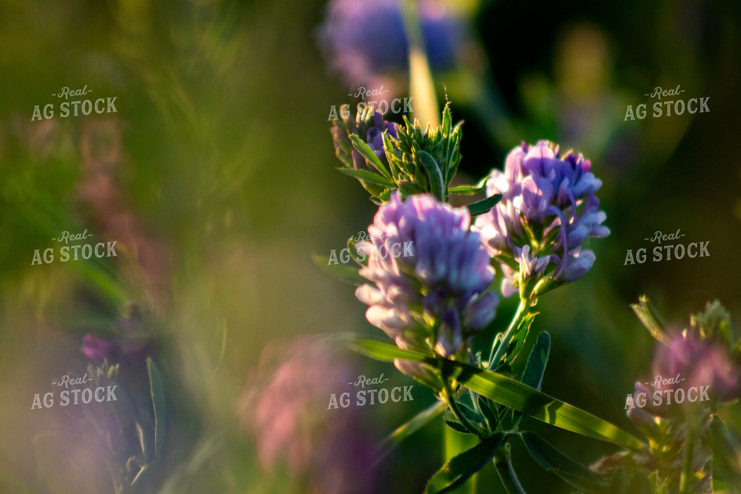 Alfalfa Close Up 214320