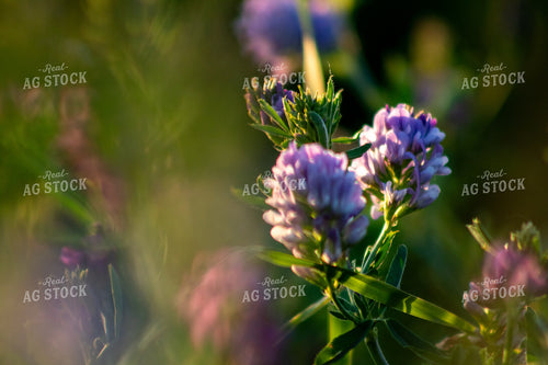 Alfalfa Close Up 214320