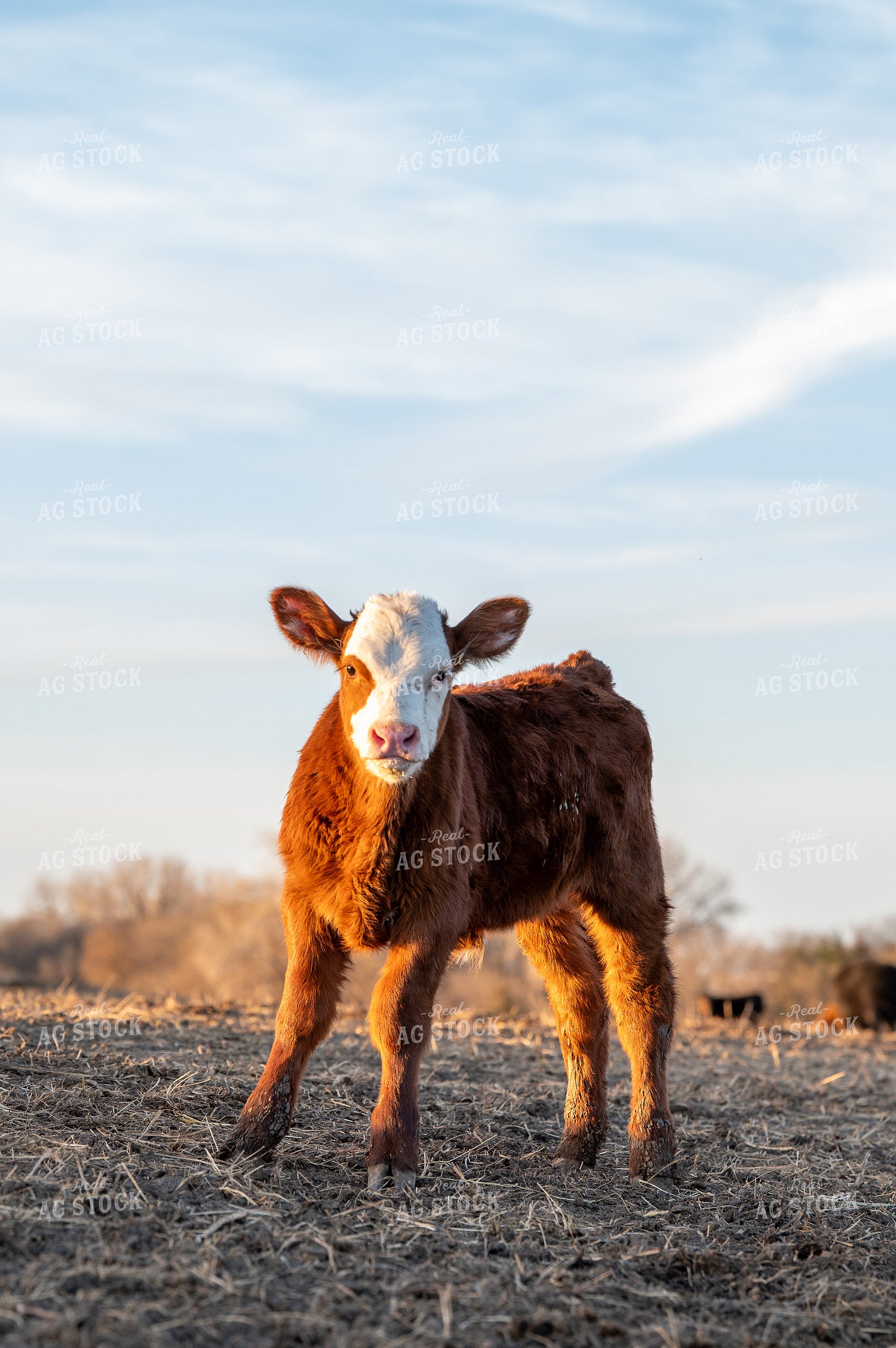 Angus Simmental Cross Calf on Stalks 236033