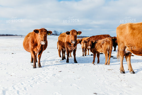 Red Angus Cattle on Snow 203046