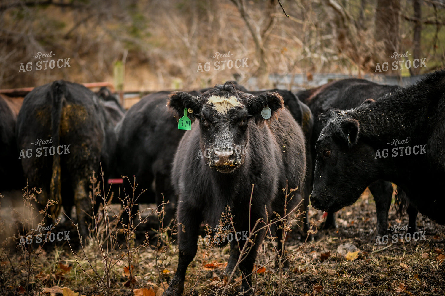 Cattle in Pasture 191297