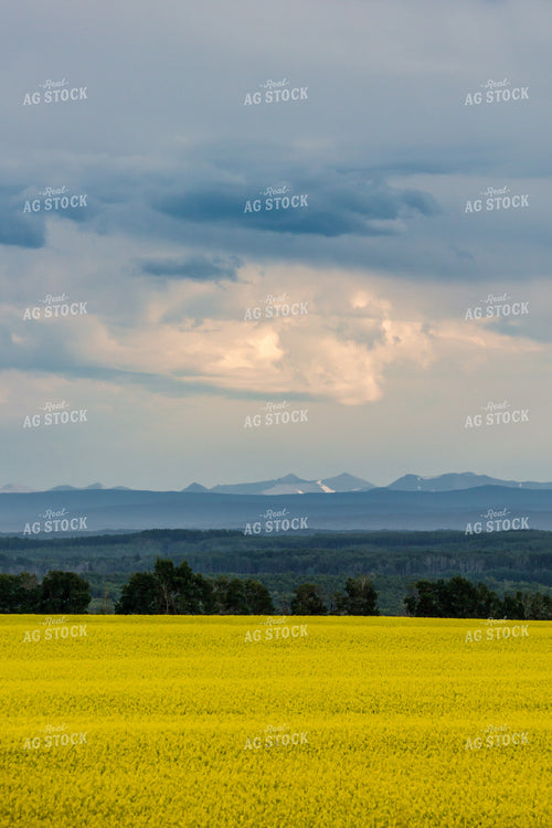 Flowering Canola Field with Mountains in Background 138044