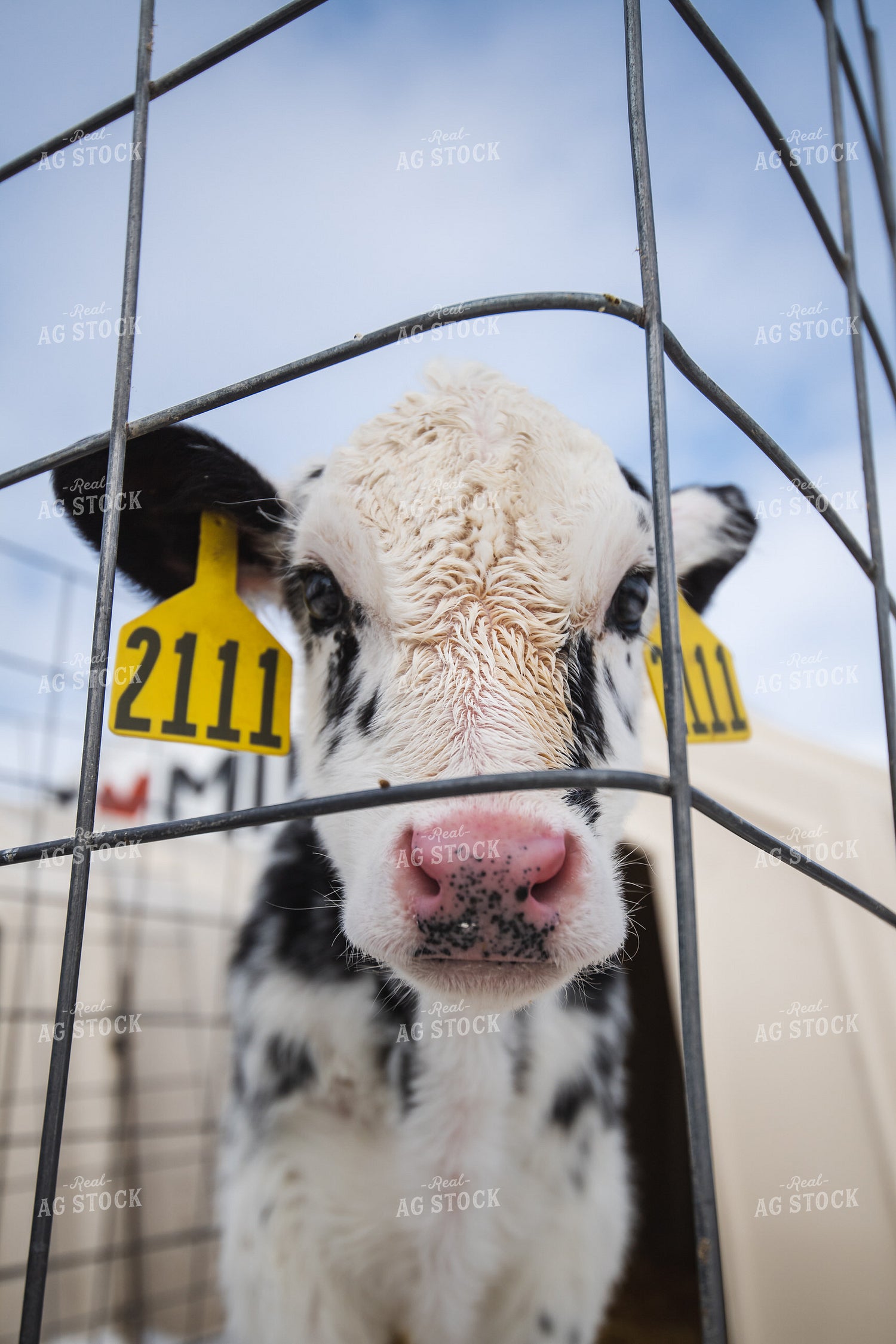 Dariy Calf in Hutch 250155
