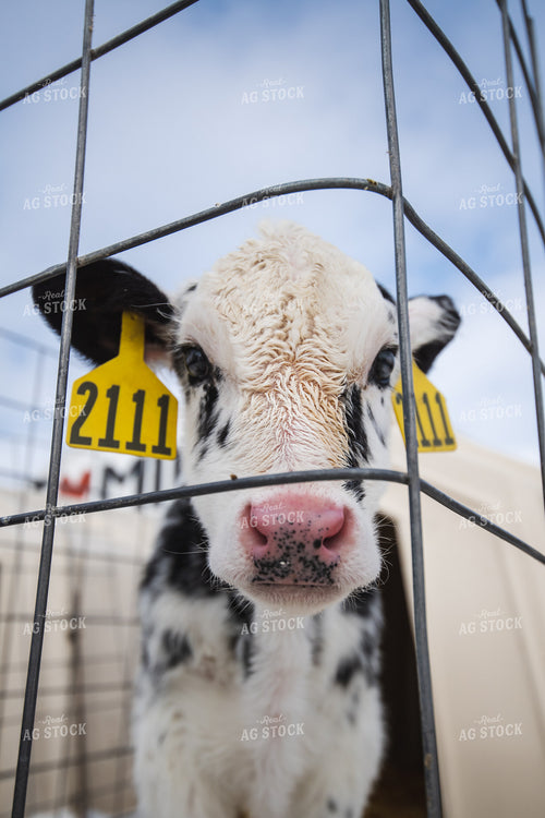 Dariy Calf in Hutch 250155