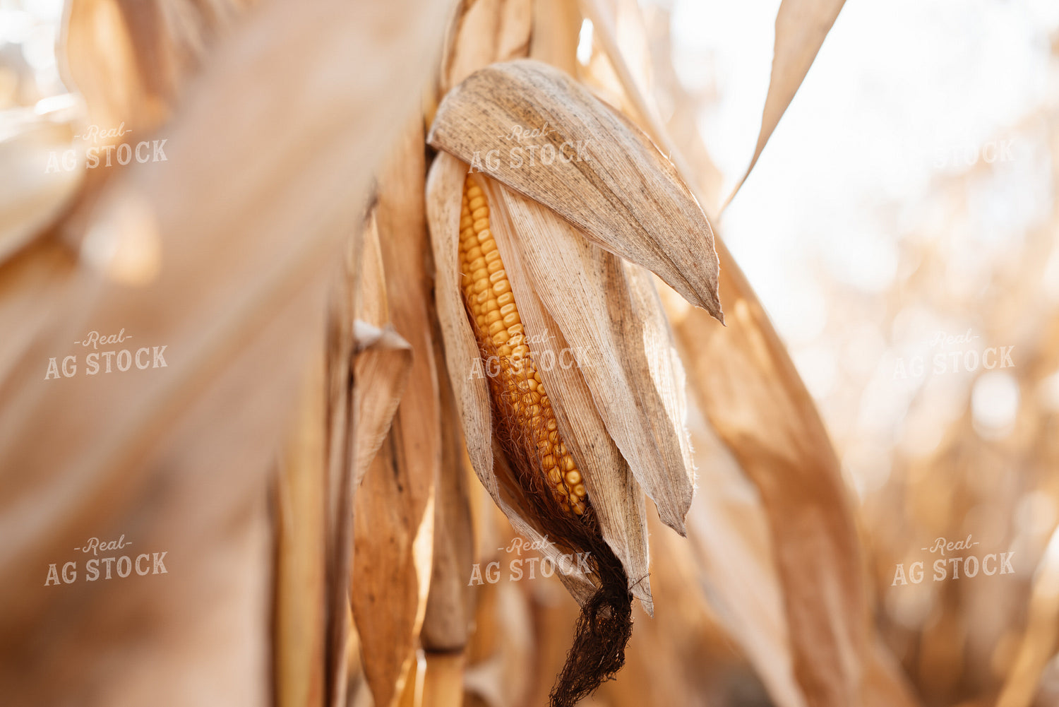 Dried Ear of Corn in Field 137099