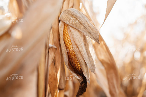Dried Ear of Corn in Field 137099