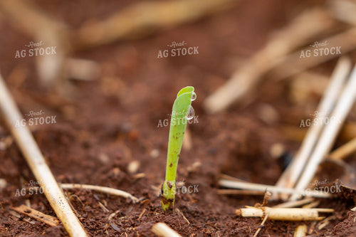 Corn Plant Sprouting 79242